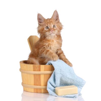 Shampoos & Perfumes