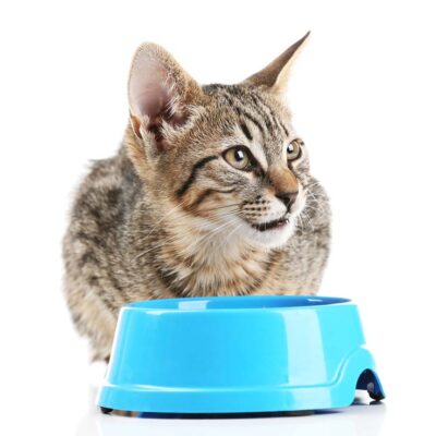 Food Water Bowls