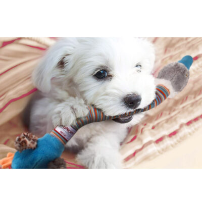 GiGwi "Crunchy Neck" Duck with Bone & Squeaker - Small - Image 3