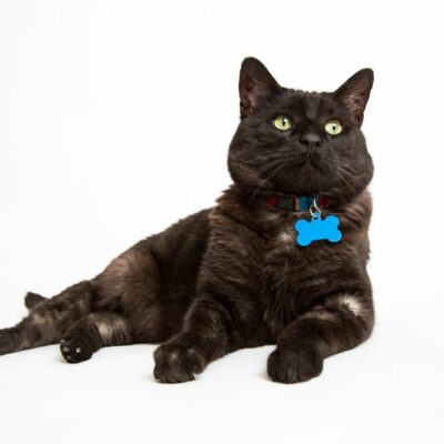 Tags & Accessories for Cats