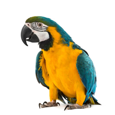 Macaw