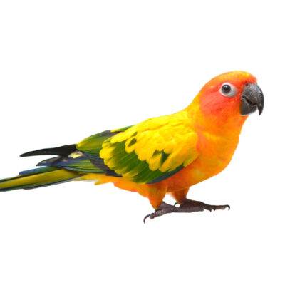 Conures & Cockatiels