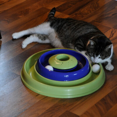 Bergan Catnip Hurricane™ Cat Toy - Image 4