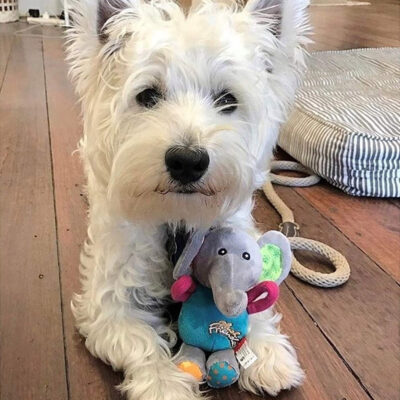 GiGwi Plush Friendz Squeaker Dog Toy - Elephant - Image 5
