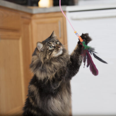 Bergan 18" Fishing Pole Cat Toy - Image 2
