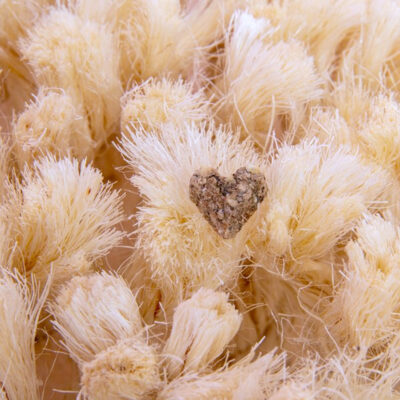 Bunny Nature SNUFFLEBOARD - Image 3