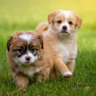 Caring for your pets